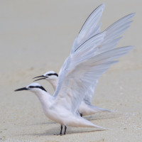 Black-naped Tern